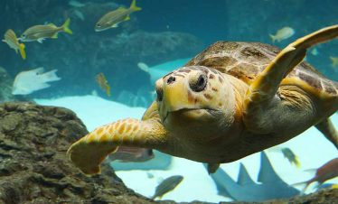 Tour Tampa Aquarium on Class Trip with Educational Tours of Florida