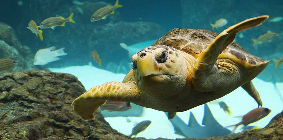 Tour Tampa Aquarium on Class Trip with Educational Tours of Florida