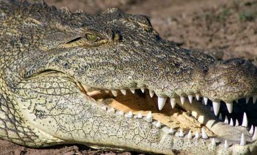 Gatorland Experience on a Class Trip to St. Augustine with Educational Tours of Florida