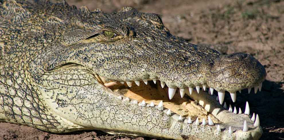 Gatorland Experience on a Class Trip to St. Augustine with Educational Tours of Florida