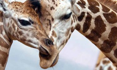 See Giraffes and many other animals Busch Gardens class trip with Educational Tours Florida