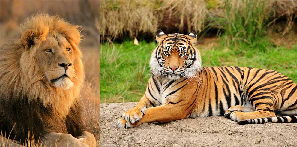 Lions, Tigers & More Busch Gardens Zoo Camp Class Trip Educational Tours Florida