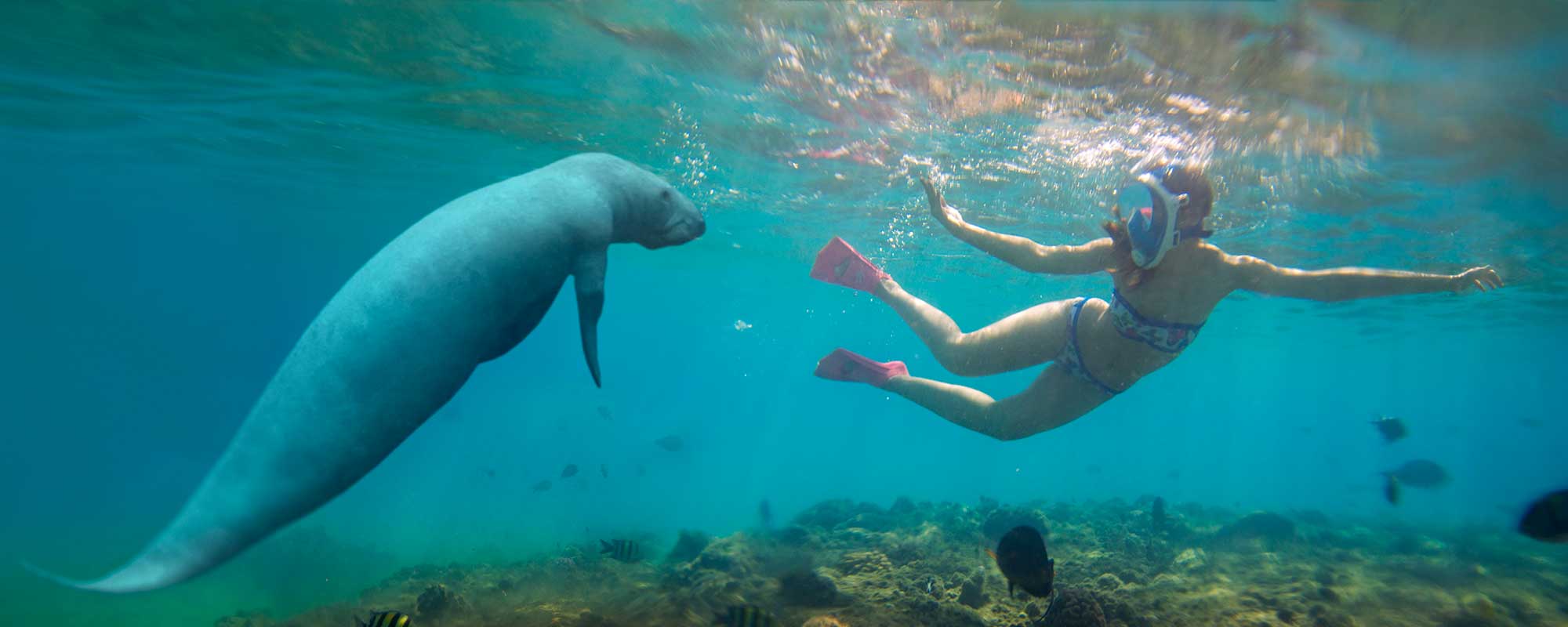 Swim With Manatees on Nature Coast Class Trip Educational Tours Florida